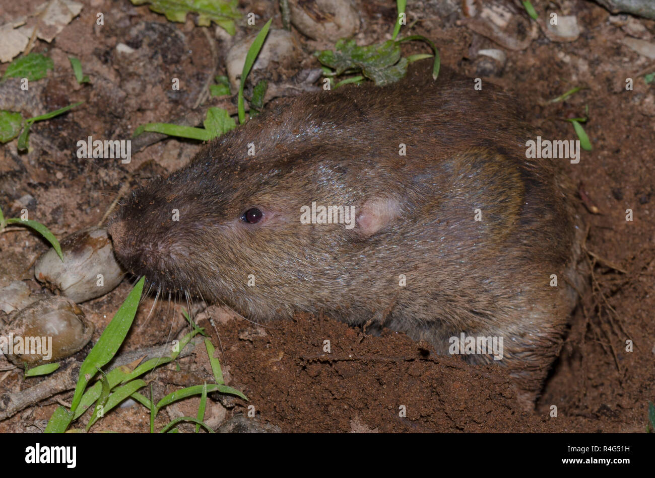 Plains pocket gopher hi-res stock photography and images - Alamy