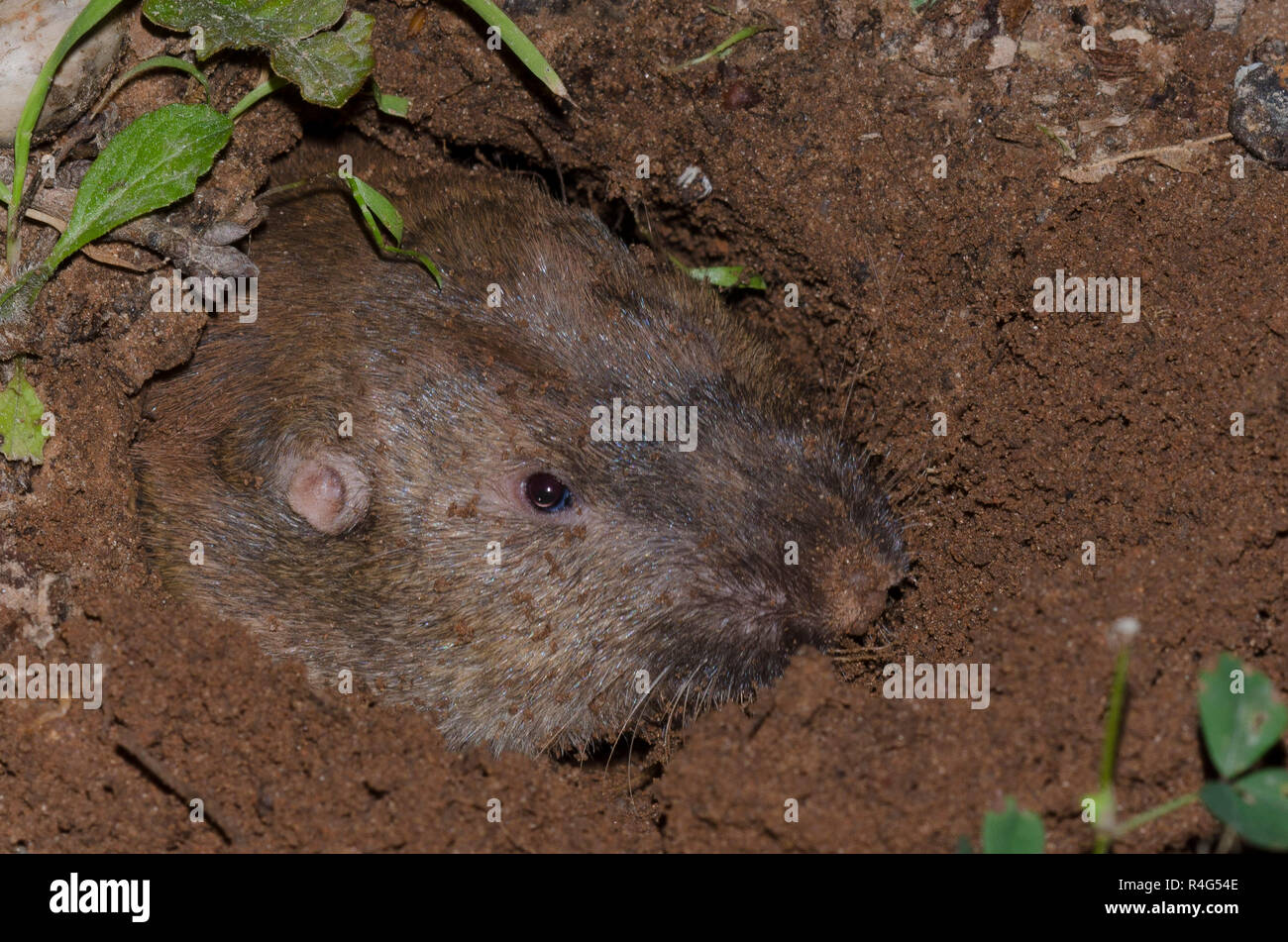 Plains pocket gopher hi-res stock photography and images - Alamy