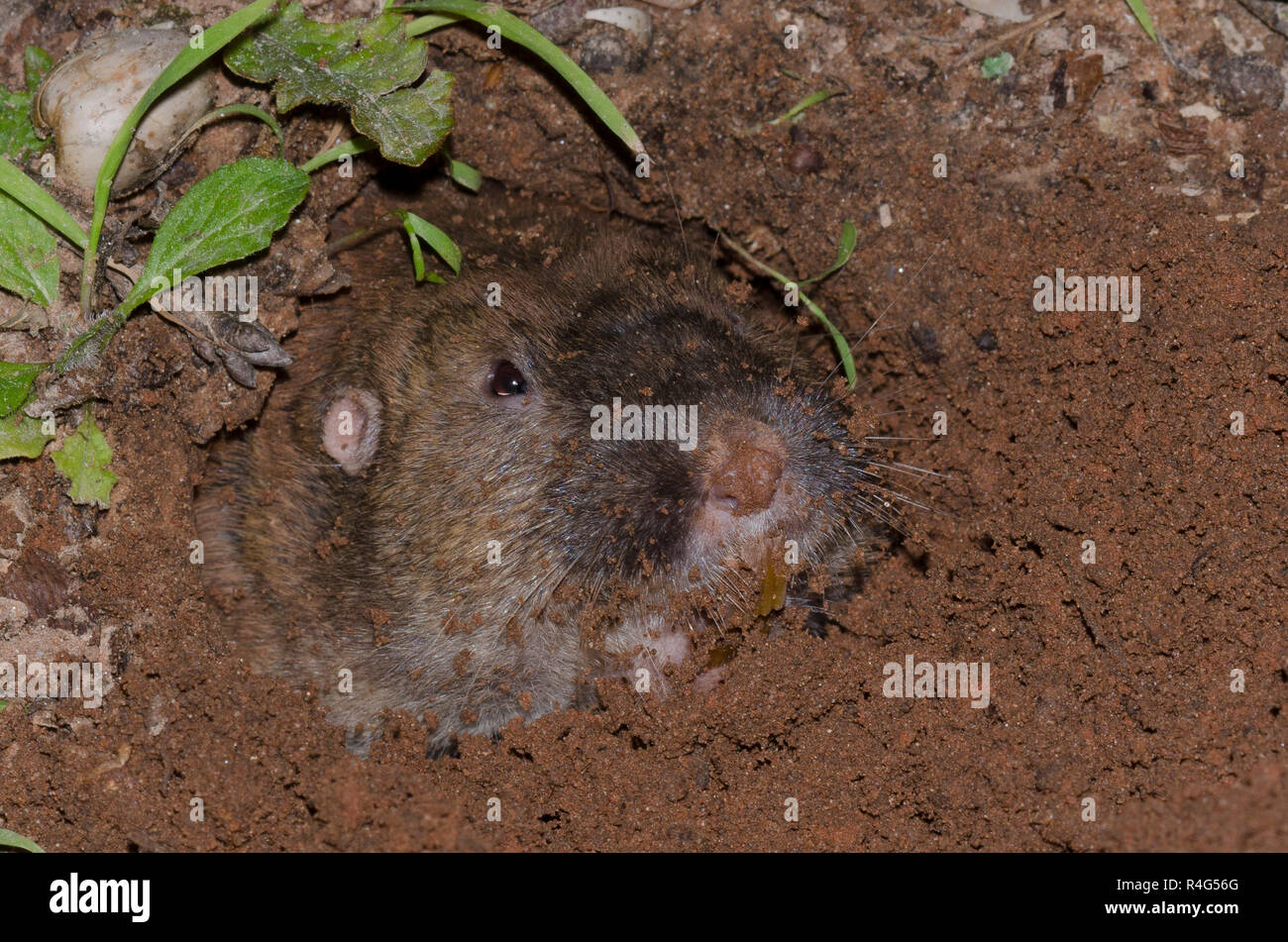 Plains Pocket Gopher, Geomys bursarius, searching for acorns Stock