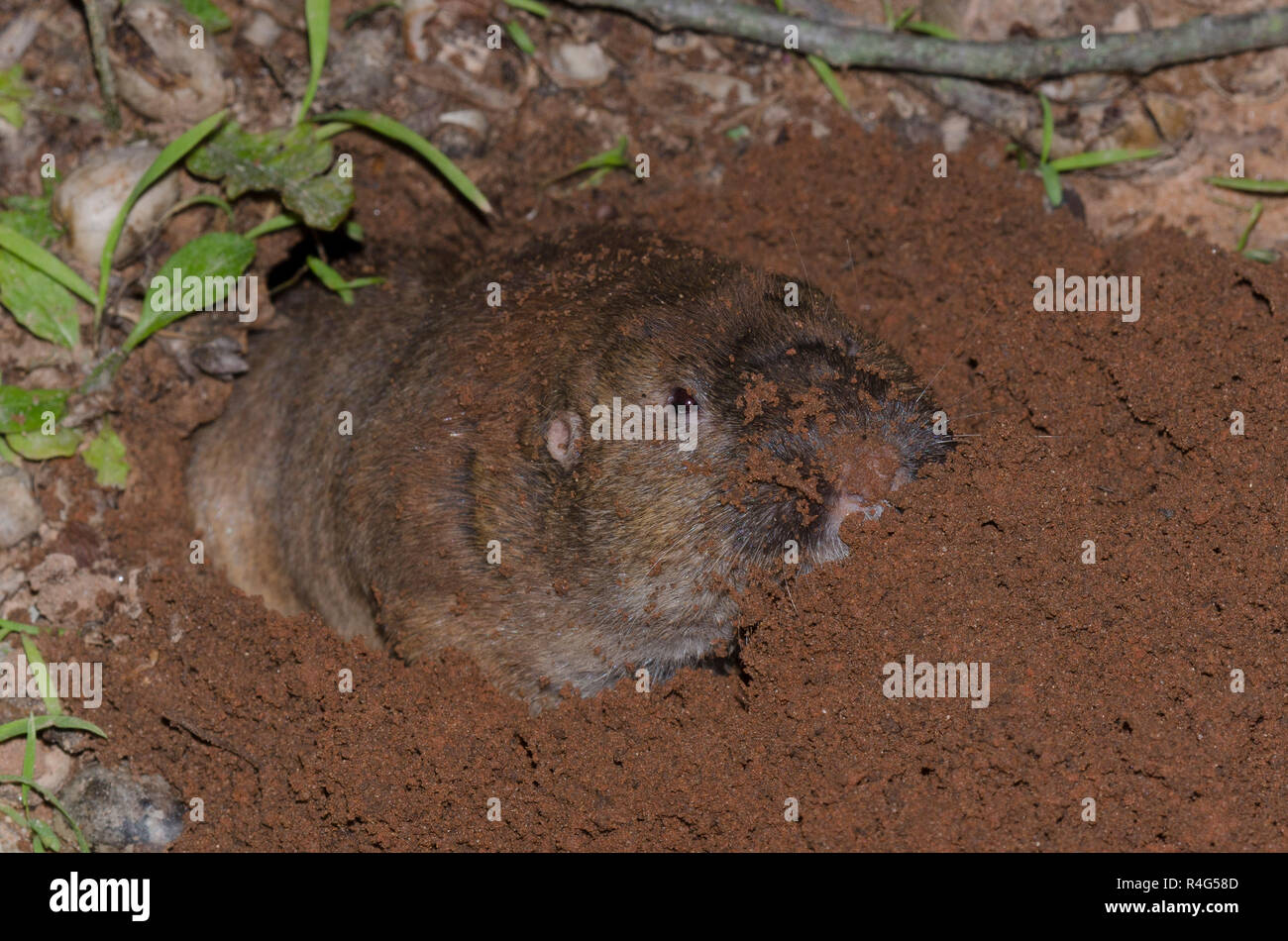 Plains pocket gopher hi-res stock photography and images - Alamy