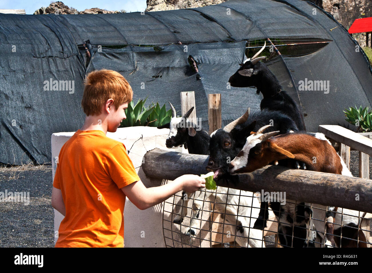 boy feeding a goat Stock Photo Alamy