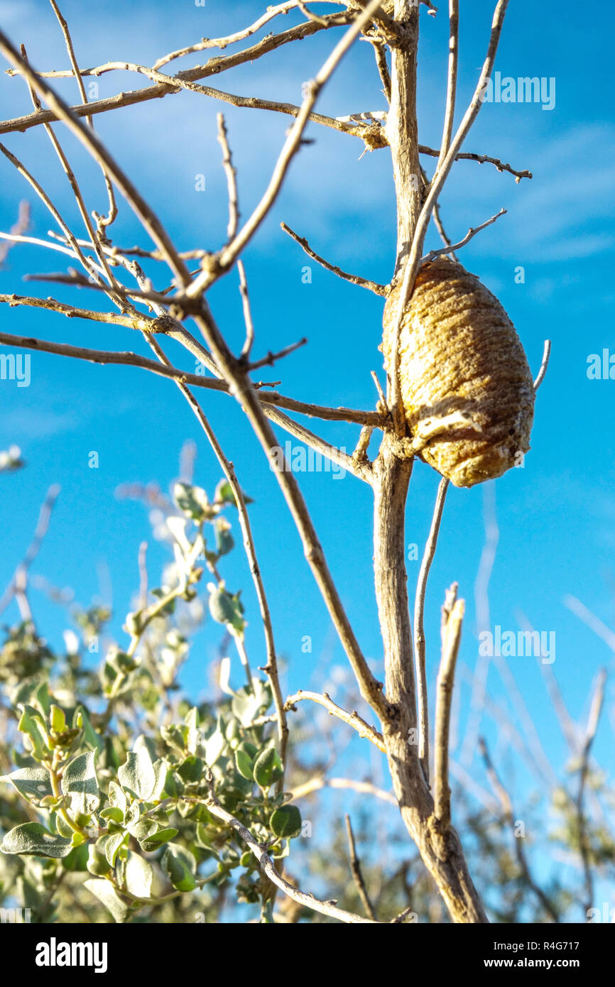 Praying mantis cocoon hires stock photography and images Alamy