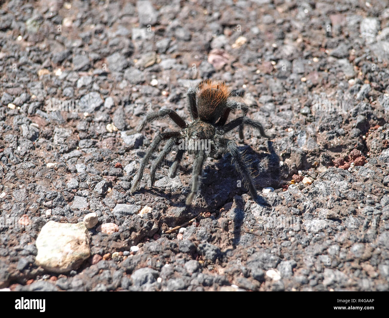Black Tarantula. Spiders Utah, Grand Canyon. Stock Photo
