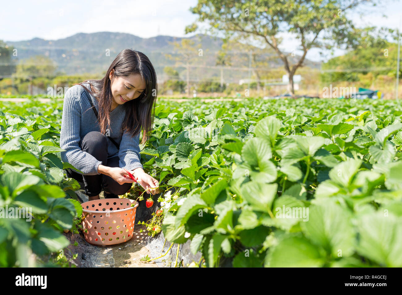 Woman picking strawberry in the field Stock Photo - Alamy