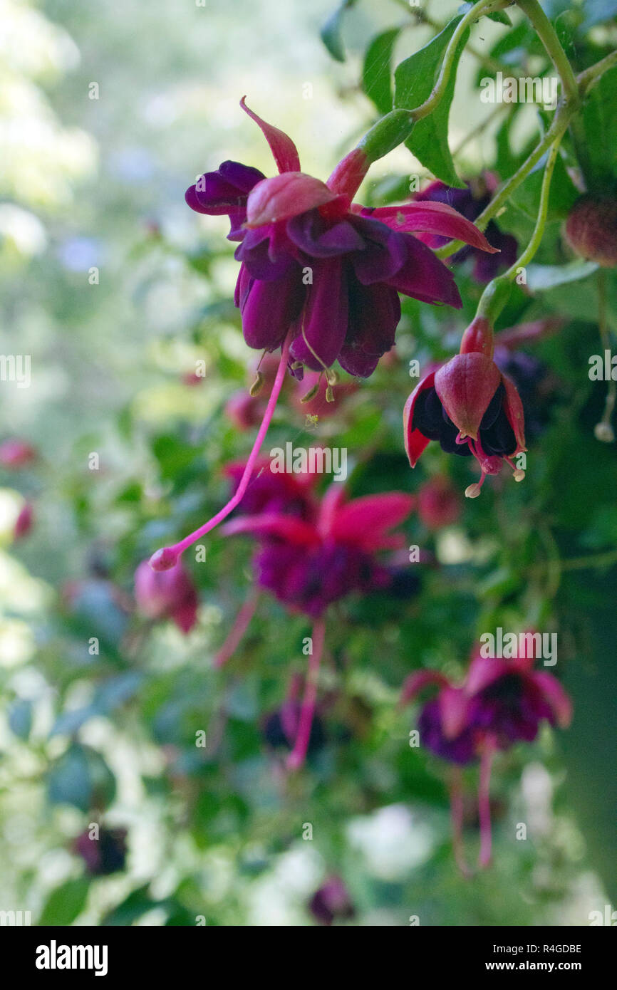 Close up of a vividly colorful, hanging fushia plant with red and purple flowers dangling their pistols and stamens attractively to hopefully be polli Stock Photo