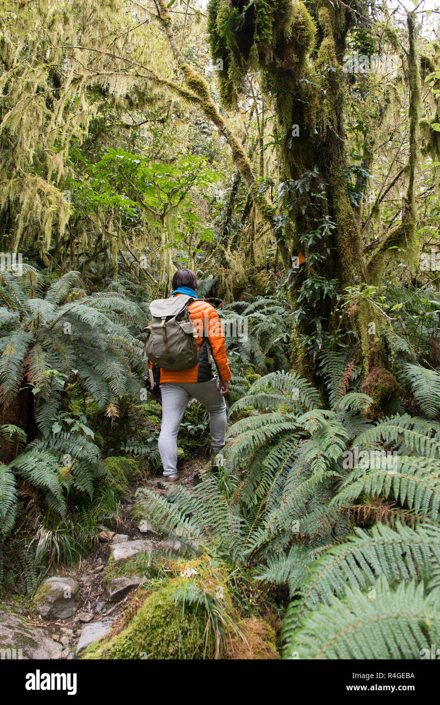 Hiking in the rain forest Stock Photo - Alamy