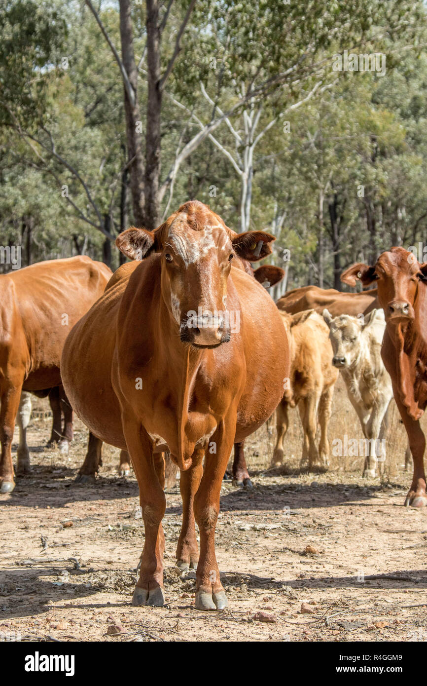 Pregnant cow hires stock photography and images Alamy