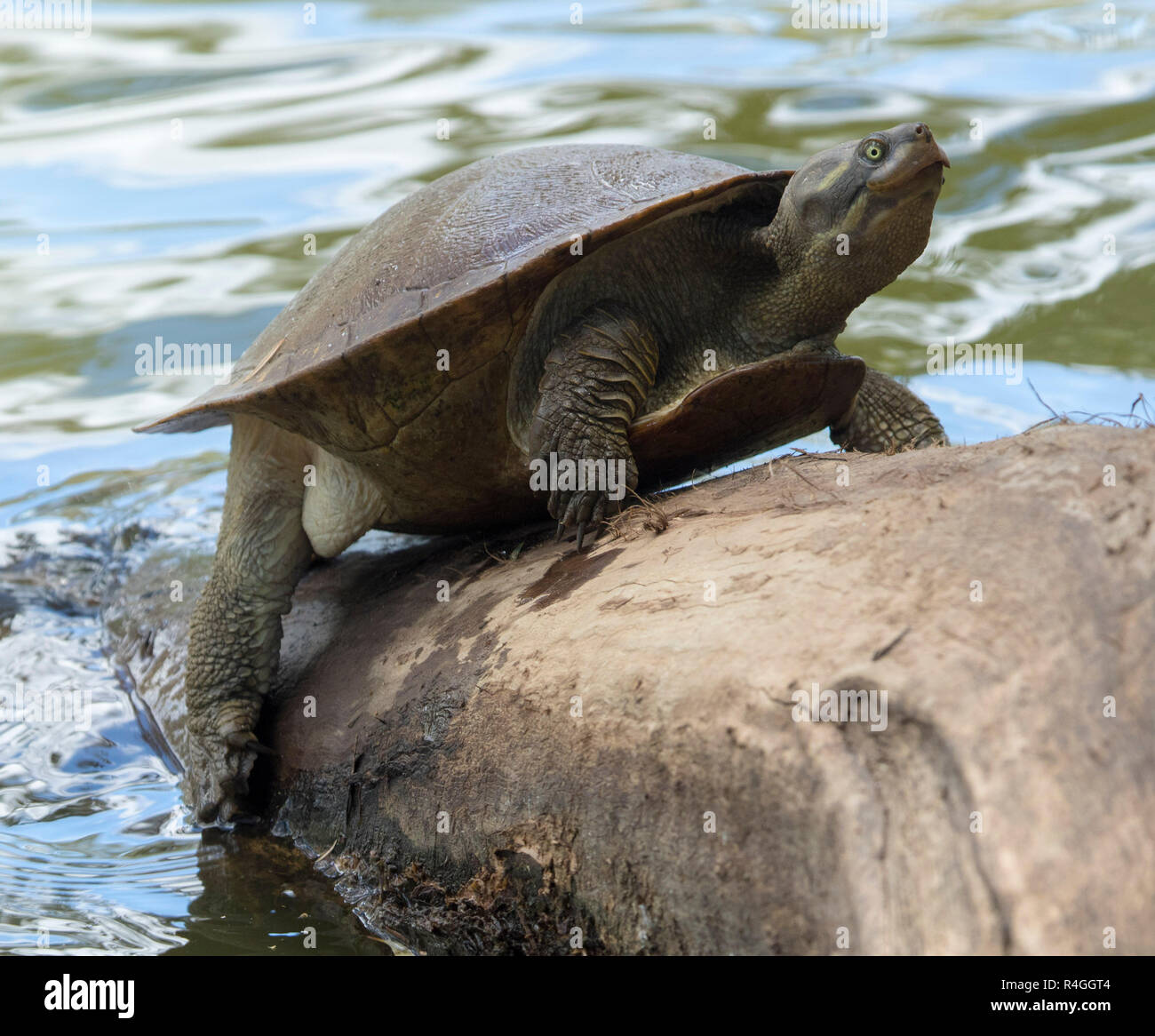 Krefft's turtle, Emydura macquarii krefftii, in the wild, clambering