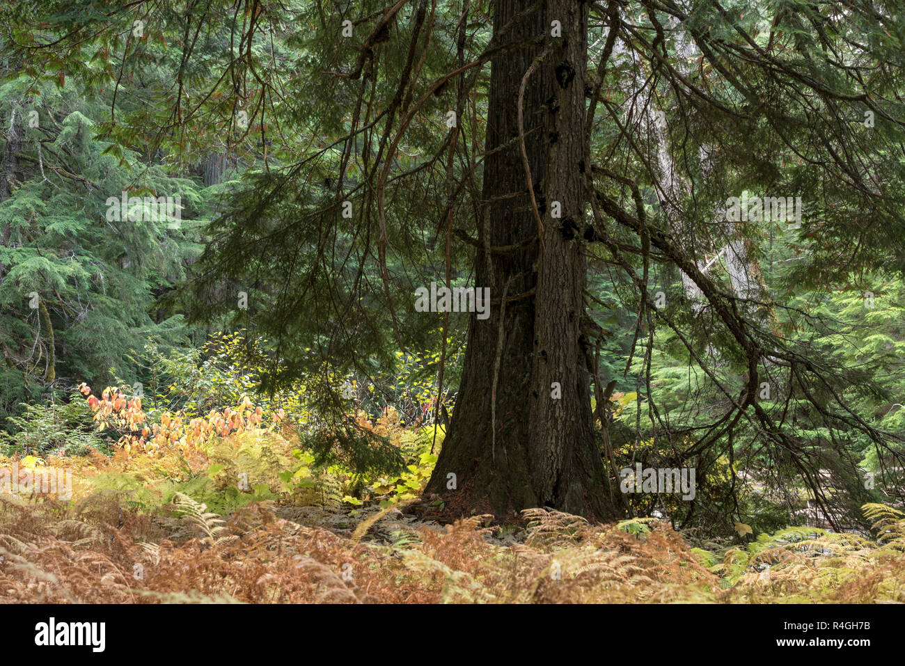 Cedar tree in a forest along the Upper Priest River in Northern Idaho