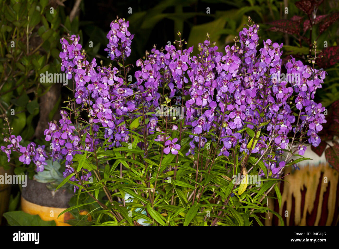 Purple flowers of Angelonia angustofolia - Serena mix Stock Photo