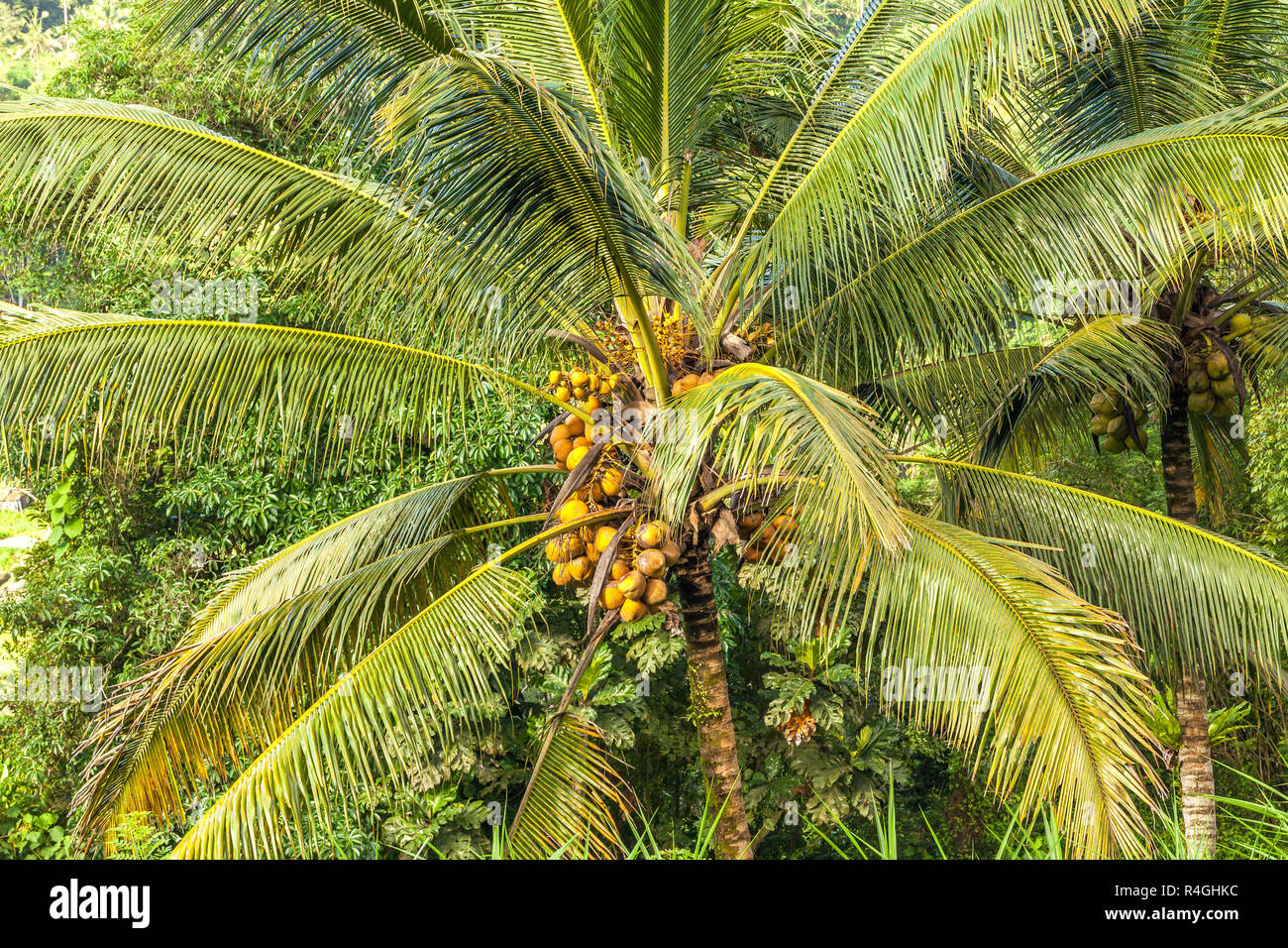 A palm tree strewn with a bunch of ripe yellow coconuts, close-up ...
