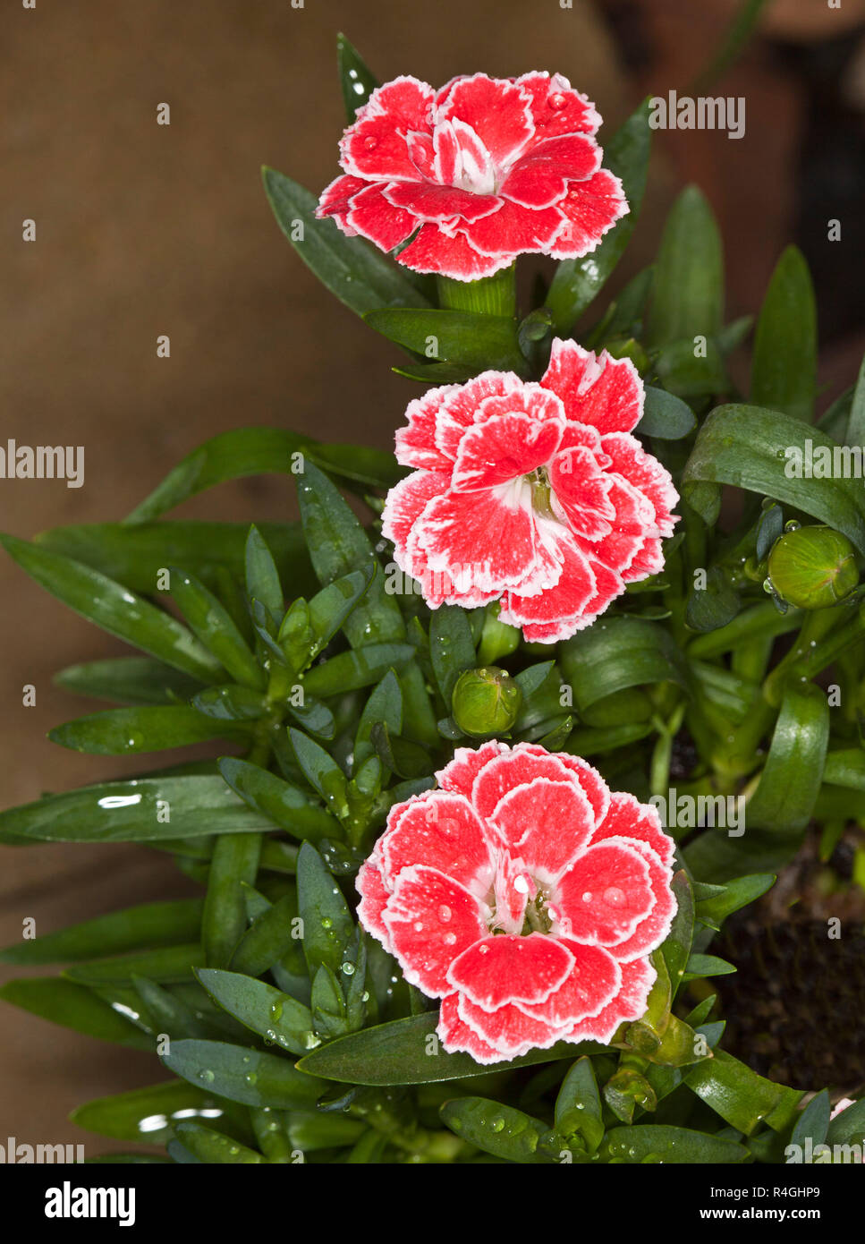 How to grow graceful and beautiful Carnations