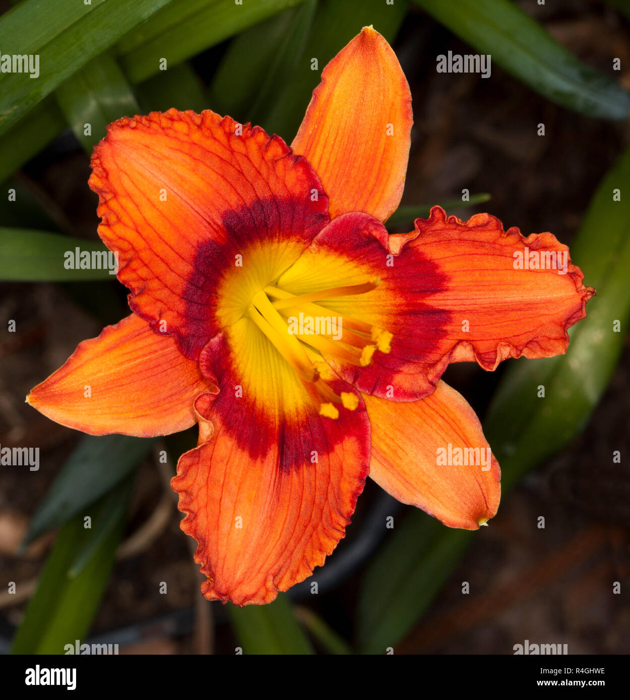 Spectacular vivid orange daylily flower, Hemerocallis, with ring of deep red around yellow throat, against background of dark green leaves Stock Photo