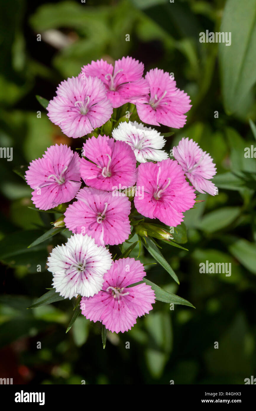 Cluster of beautiful bright pink and white flowers of Dianthus 'Jolt' against background of dark green foliage Stock Photo
