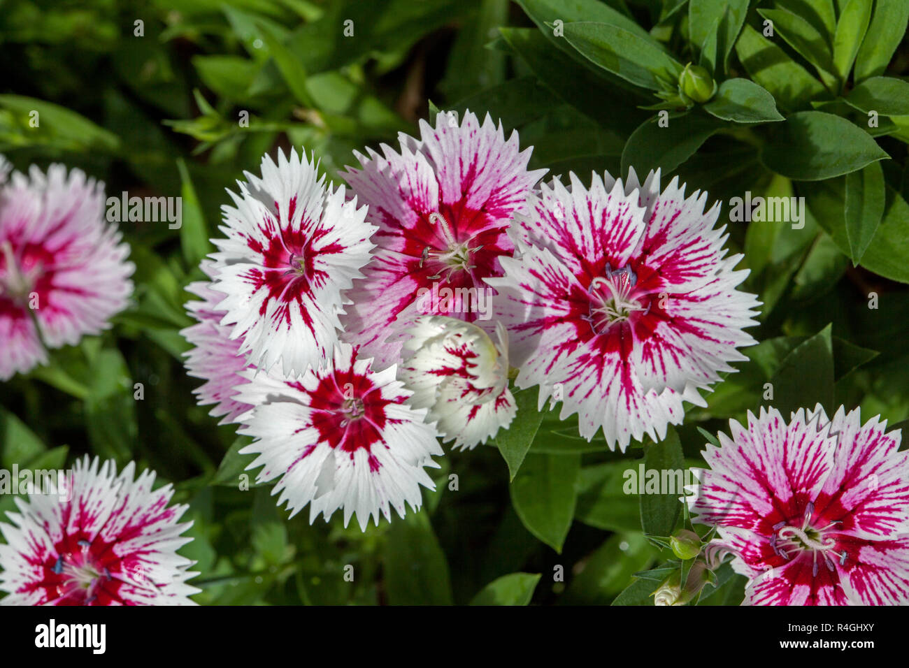 Cluster of beautiful red and white dianthus flowers with jagged edges to petals against background of emerald green leaves Stock Photo