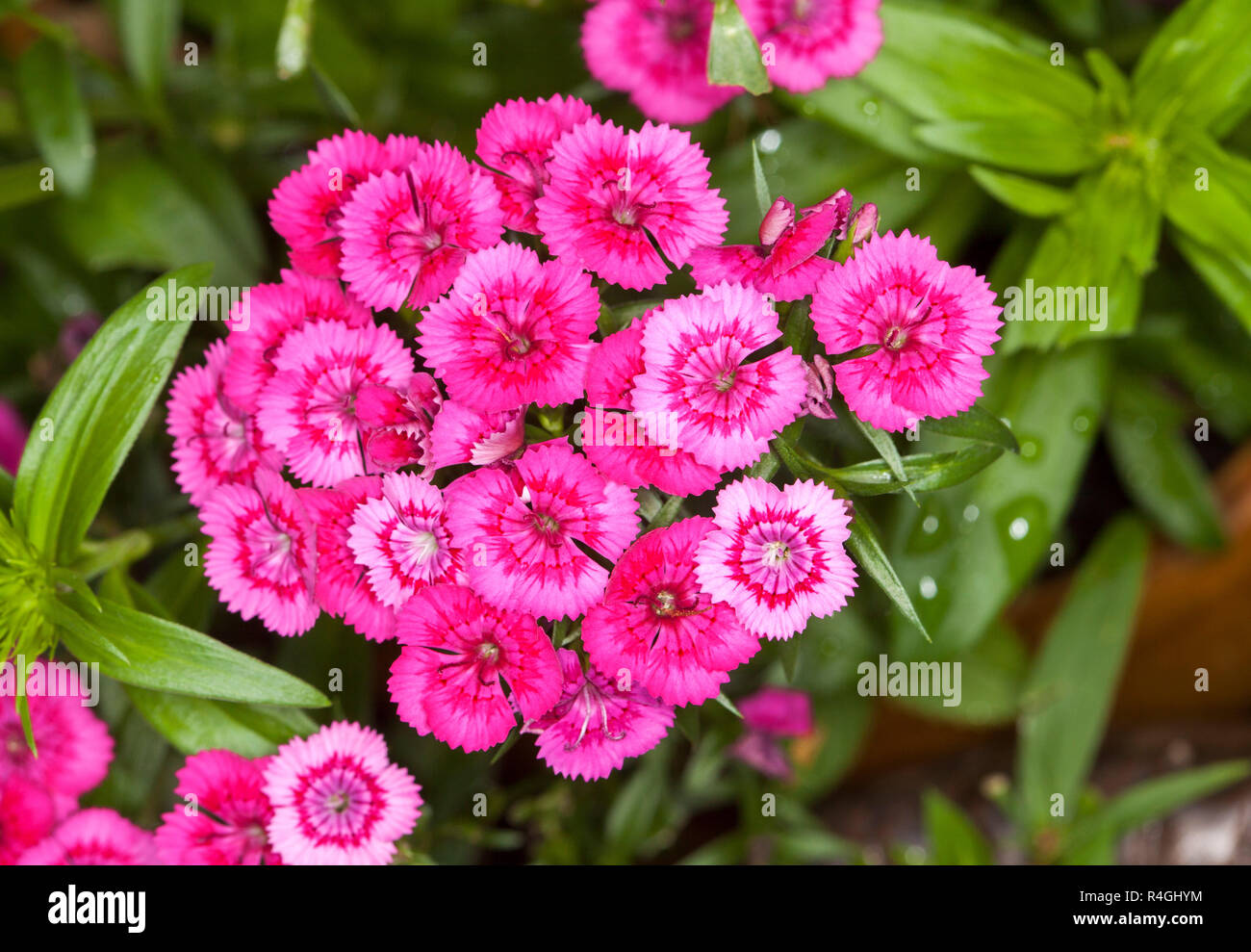 Cluster of bright pink dianthus flowers, Sweet William, on background of green foliage Stock Photo