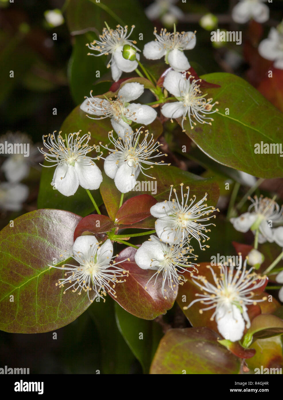 Cluster of beautiful white flowers of Eugenia uniflora, Brazilian cherry tree, on background of the tree's red-green foliage Stock Photo