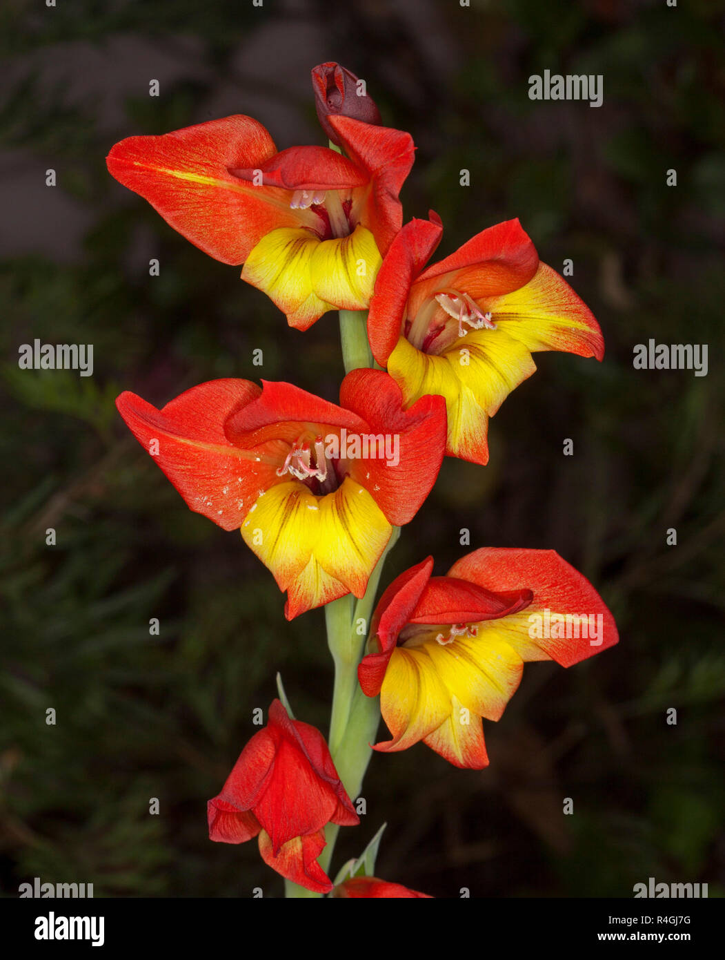 Tall green flower stem with spectacular vivid fire red and yellow flowers of gladiolus against dark background Stock Photo
