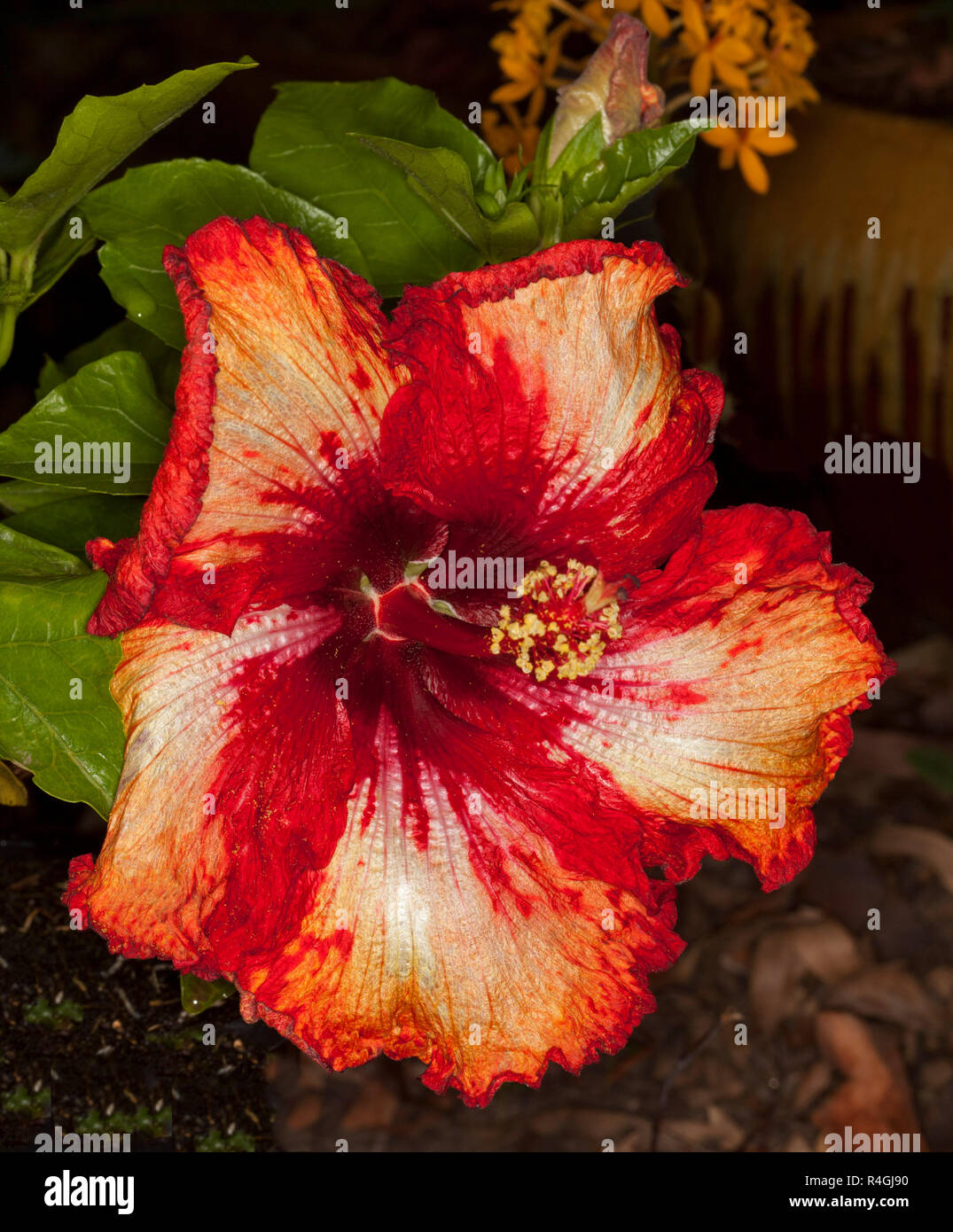 Spectacular vivid red and orange flower and bright green leaves of Hibiscus 'Milo' on dark background Stock Photo