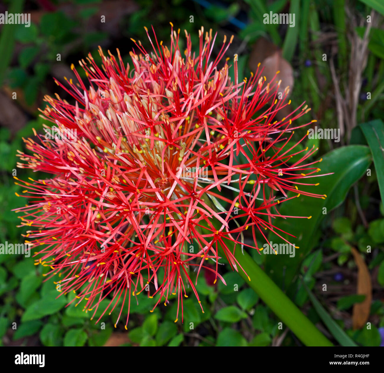 Large globular cluster of vivid red flowers of Scadoxus multiflorus syn. Haemanthus, blood lily, on background of green foliage Stock Photo
