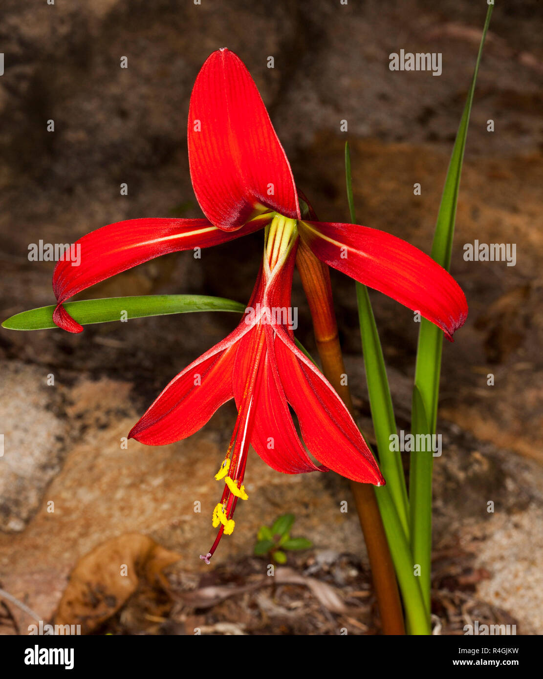 Vivid red flower and narrow green leaves of Jacobean lily, Sprekelia formosissima on brown background Stock Photo