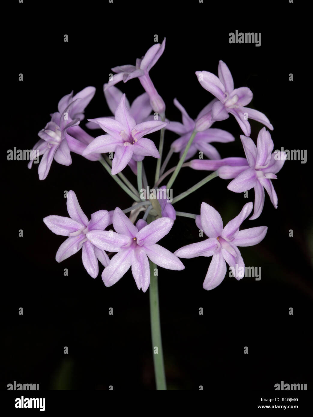 Cluster of star-shaped pale mauve / pink flowers of Tulbaghia violaceae, society garlic, on black background Stock Photo
