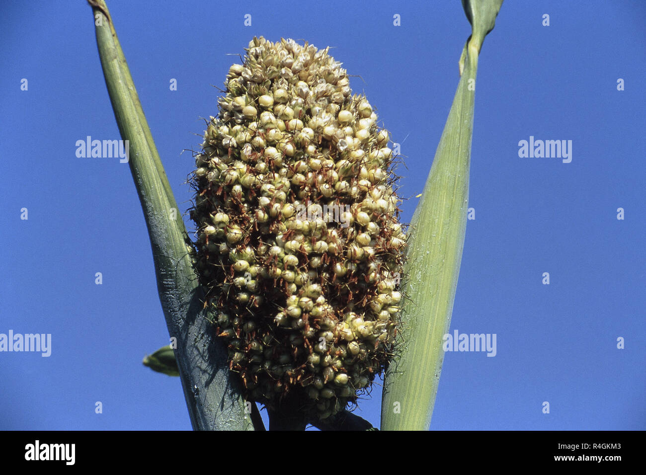 Jawar crop full of grains, Theur, District Pune, Maharashtra, India, Asia Stock Photo