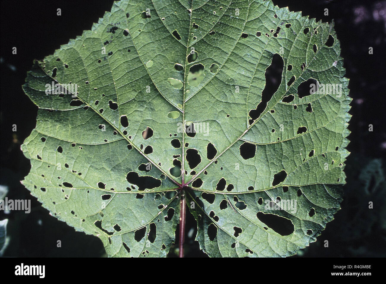 Pest insects hi-res stock photography and images - Alamy
