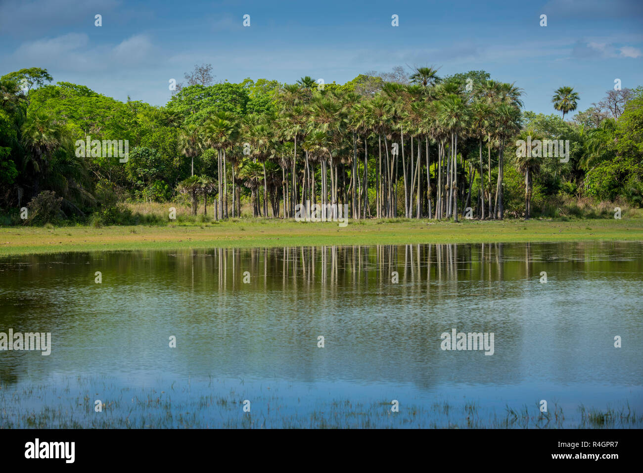 River landscape with palm trees at the Rio Negro, southern Pantanal, Fazenda Barranco Alto, Pantanal, Mato Grosso do Sul, Brazil Stock Photo