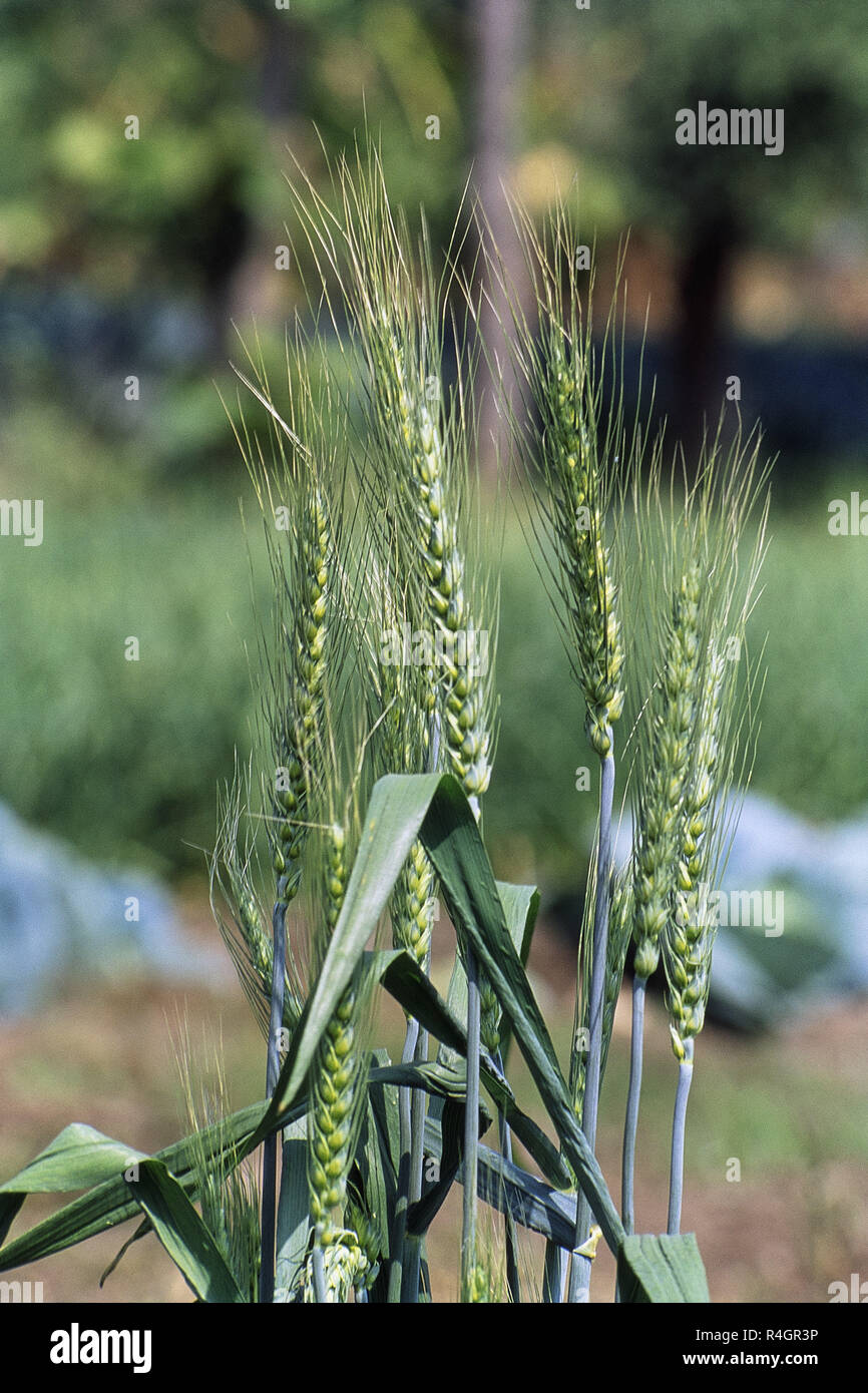 Close up of wheat crop, Aundha Nagnath, Hingoli, Maharashtra, India, Asia Stock Photo