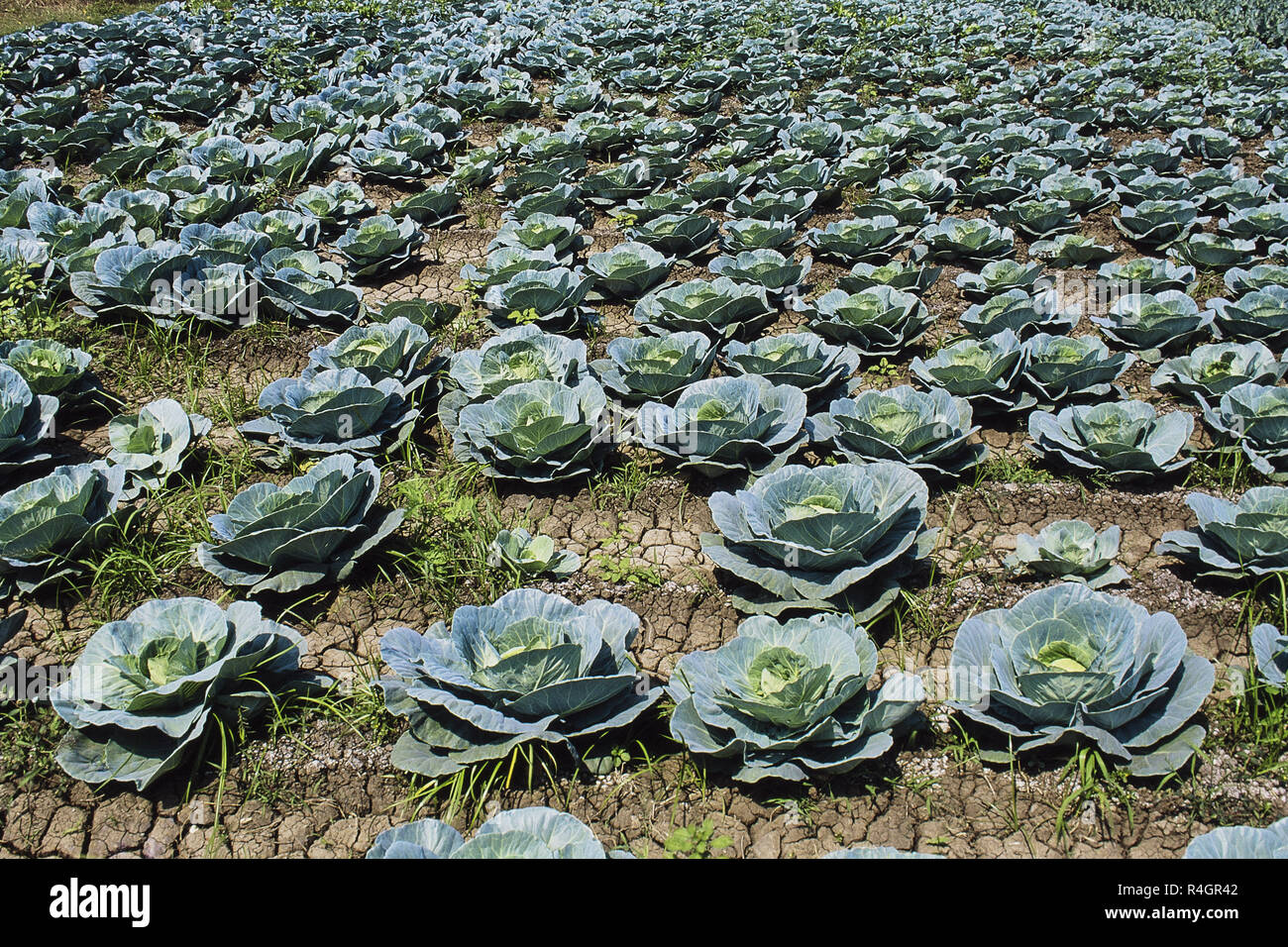 Cabbage cultivation at Aundha Nagnath, Hingoli, Maharashtra, India, Asia Stock Photo