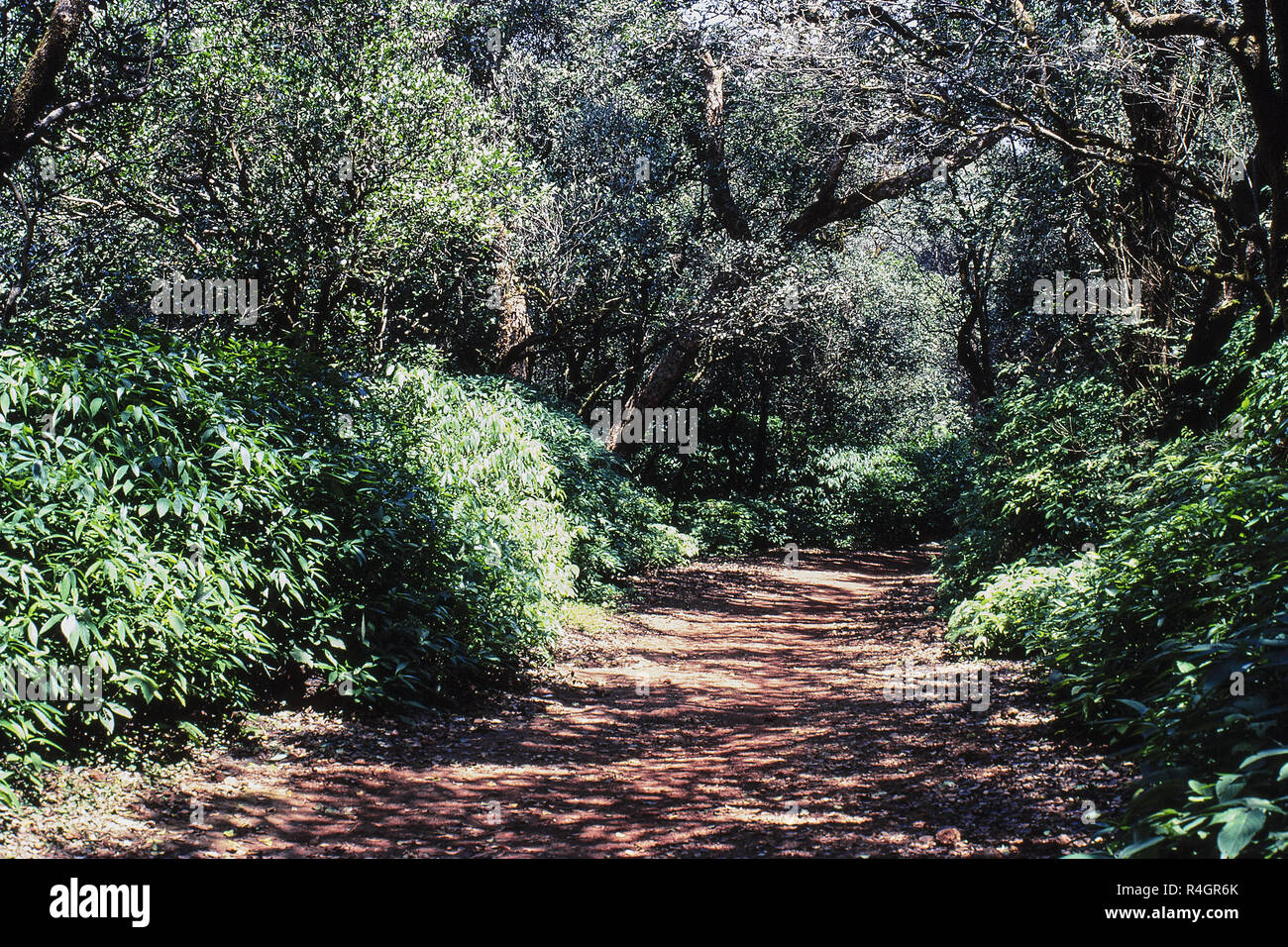 Path in forest, Matheran, Maharashtra, India, Asia Stock Photo