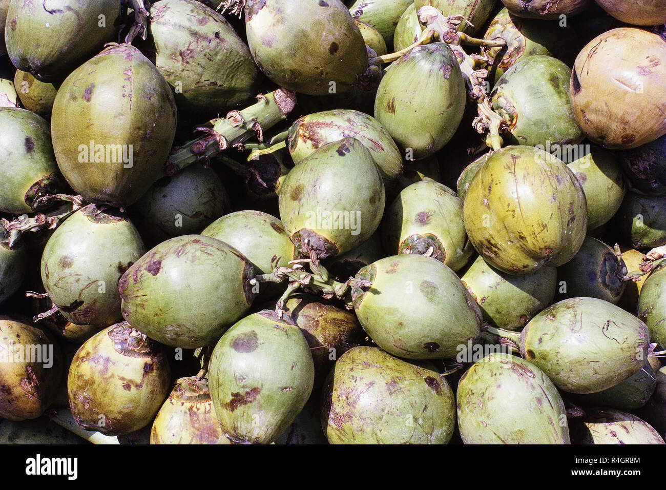 Coconuts, Mumbai, India, Asia Stock Photo