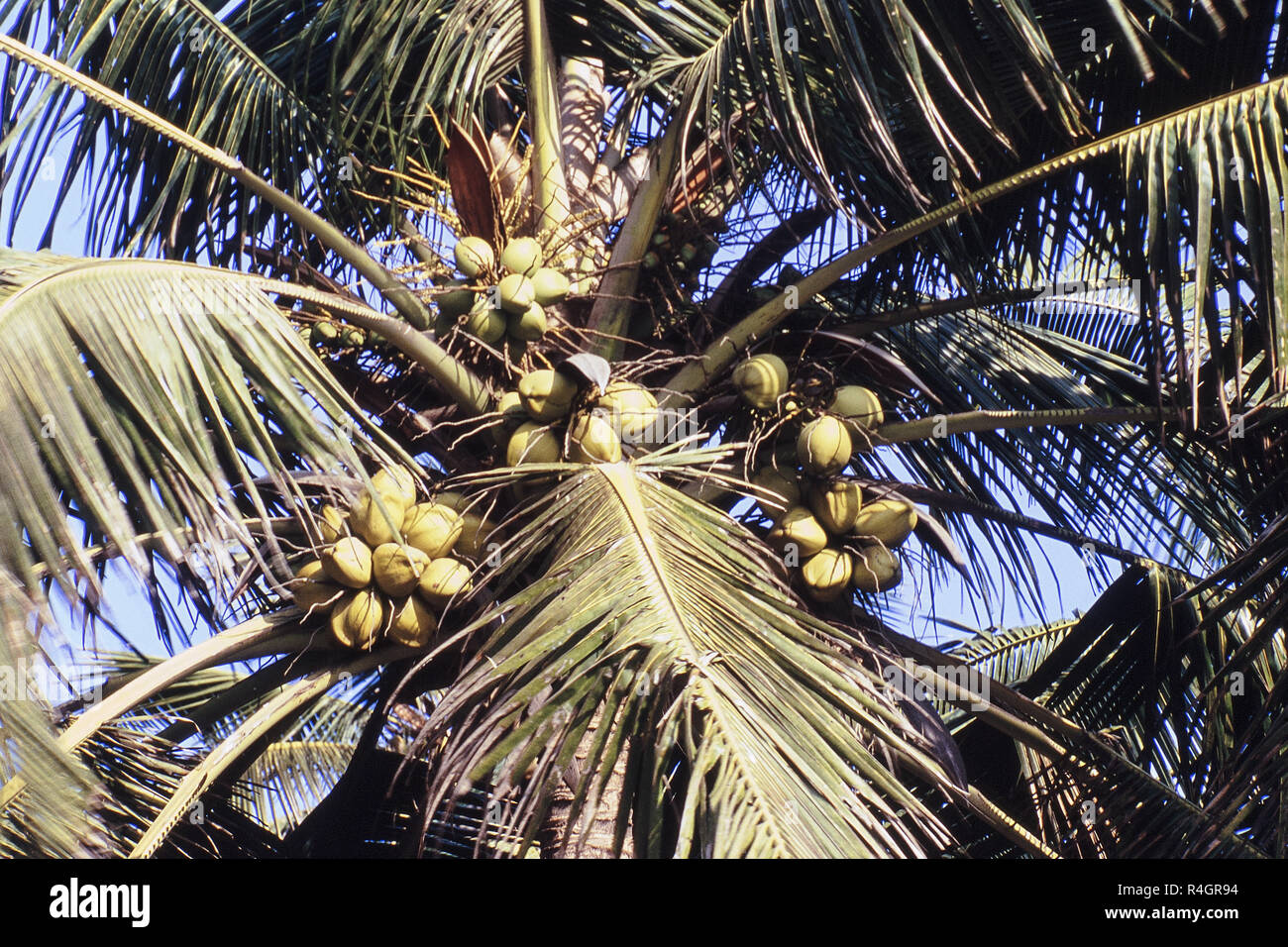 Coconuts and leaves on tree, Murud, Maharashtra, India, Asia Stock Photo