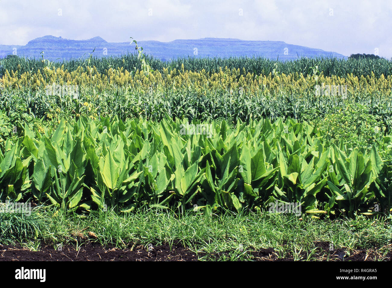 Turmeric plant with cultivation, Satara, Maharashtra, India