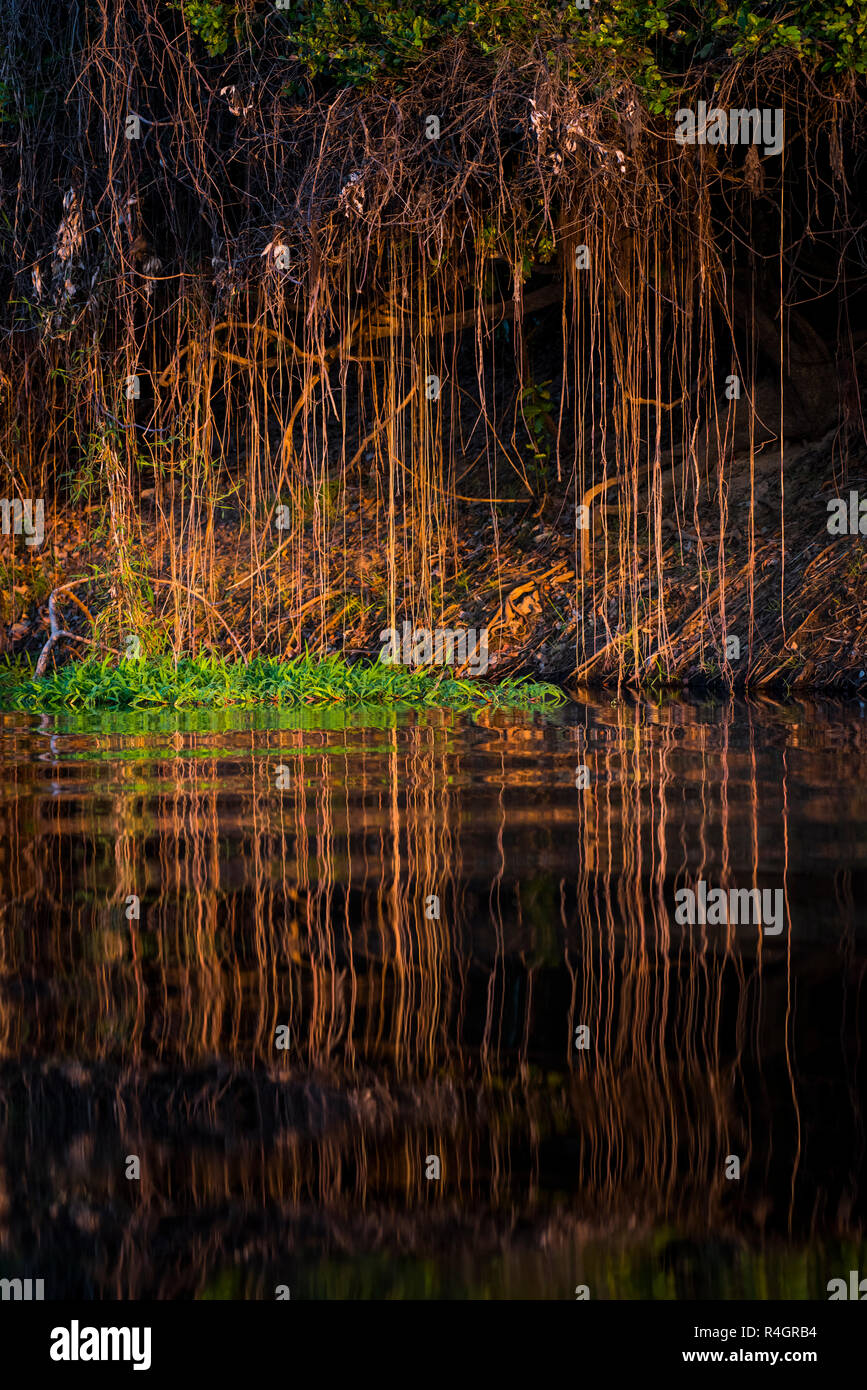 Landschaft im sÃ¼dlichen Pantanal Stock Photo