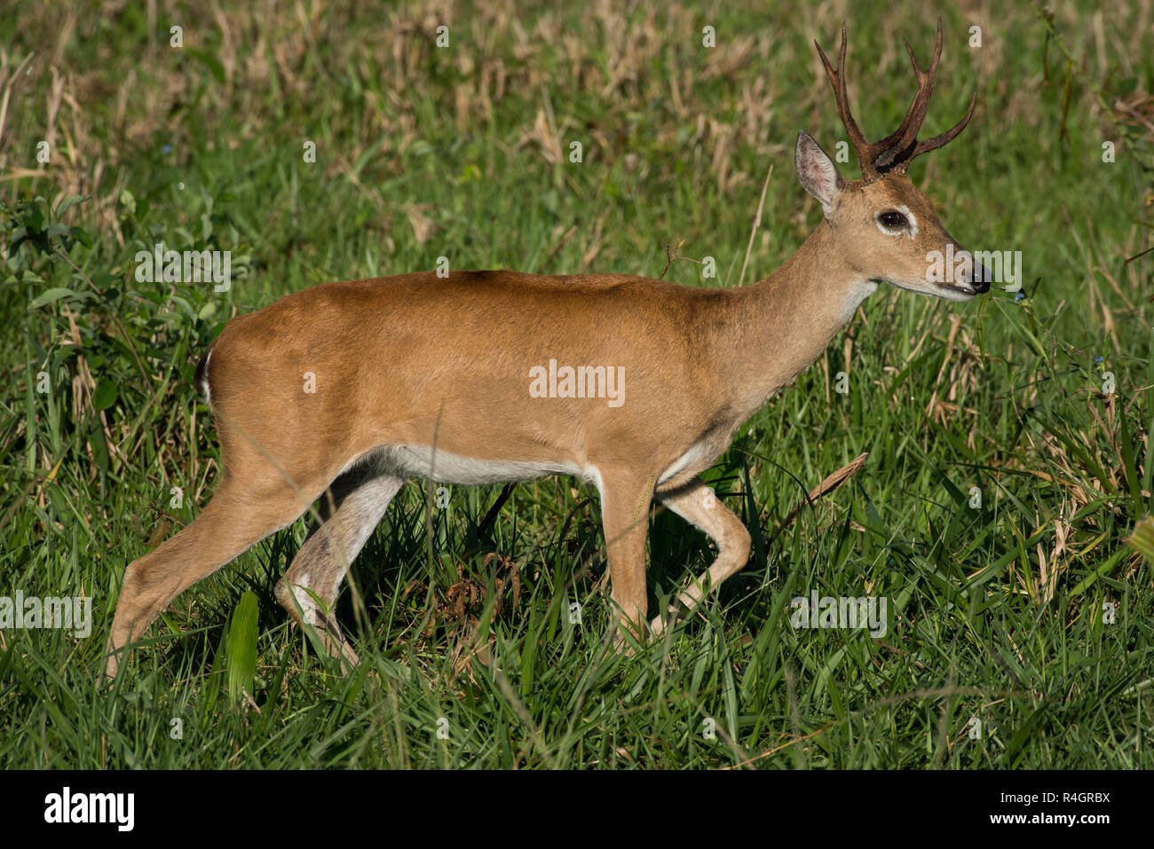 Pampas deer (Ozotoceros bezoarticus), male runs on grass, Pantanal, Mato Grosso do Sul, Brazil Stock Photo