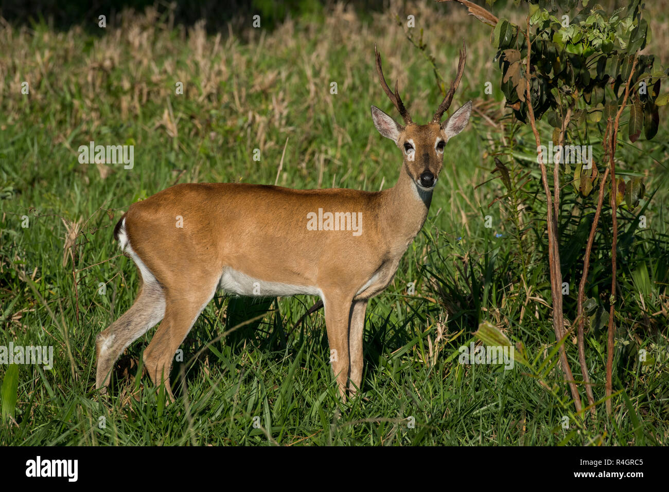 Pampas deer (Ozotoceros bezoarticus), male stands in grass, Pantanal, Mato Grosso do Sul, Brazil Stock Photo