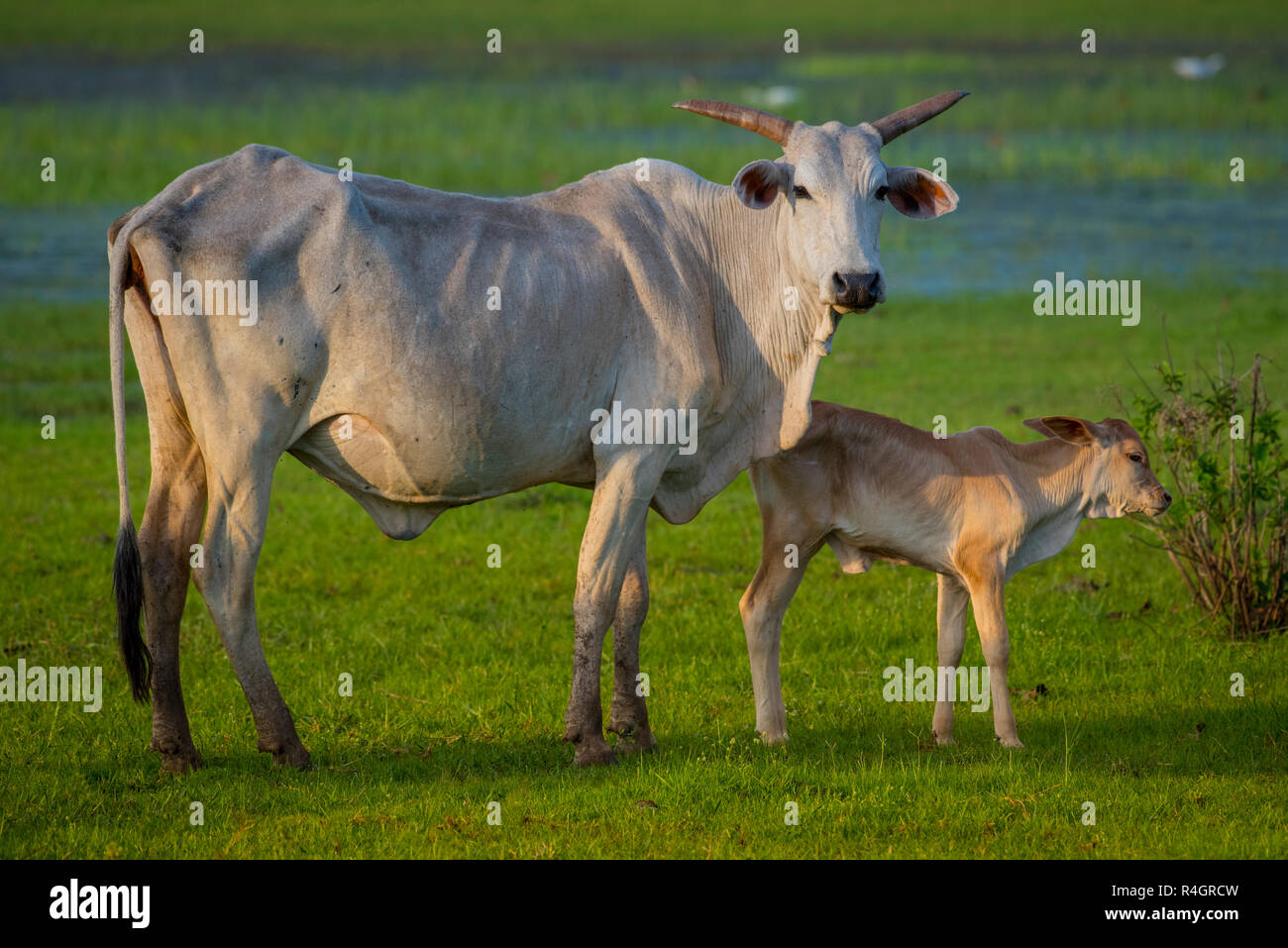 Nelore (Bos taurus indicus) on the pasture, young bull with calf