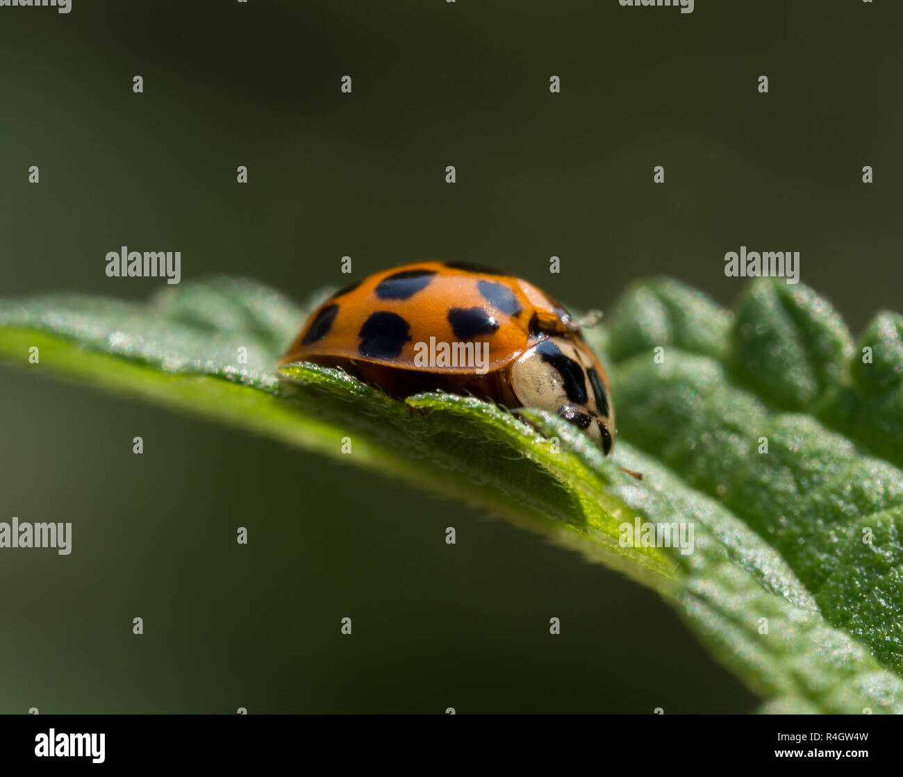 Asian lady bug Stock Photo