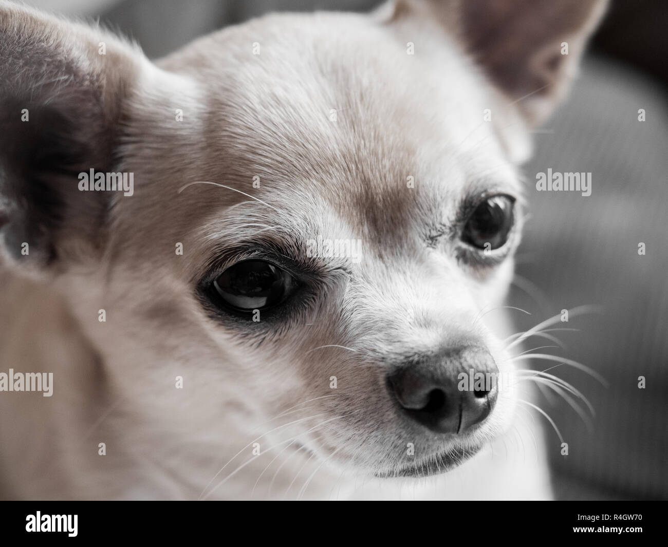 Chiww Chihuahua close up Stock Photo - Alamy