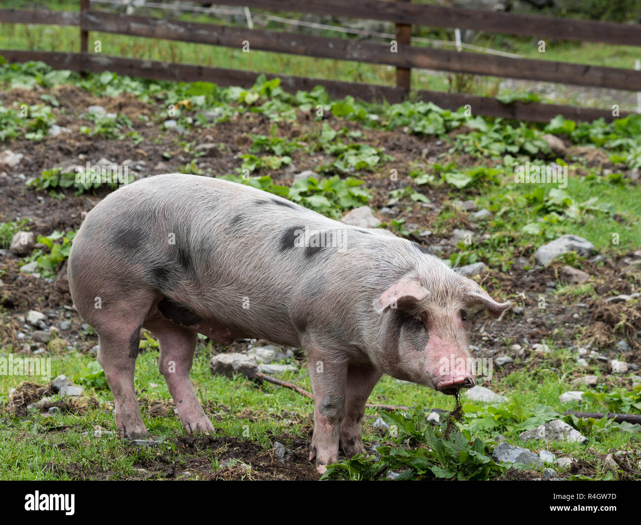 Pig in pasture Stock Photo