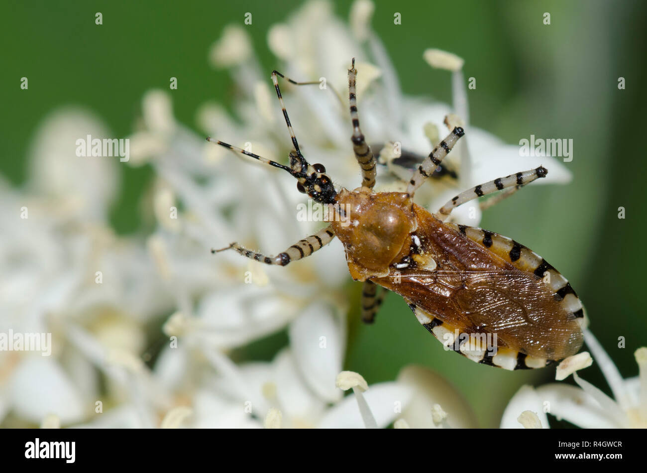 Assassin Bug, Pselliopus cinctus, on Roughleaf Dogwood, Cornus drummondii Stock Photo
