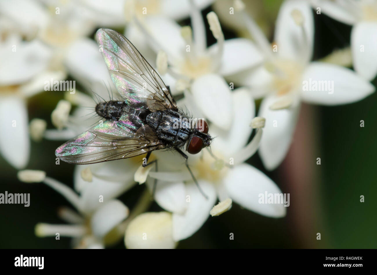 Tachinid Fly, Family Tachinidae, on Roughleaf Dogwood, Cornus drummondii Stock Photo