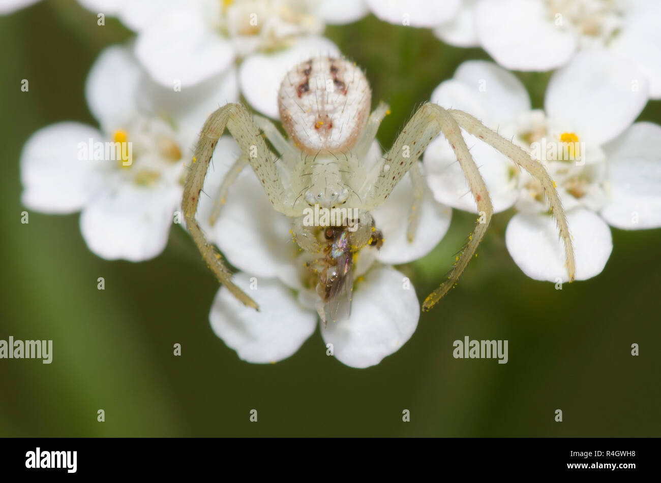 Crab Spider, Mecaphesa sp., penultimate male with prey, on yarrow, Achillea millefolium Stock Photo