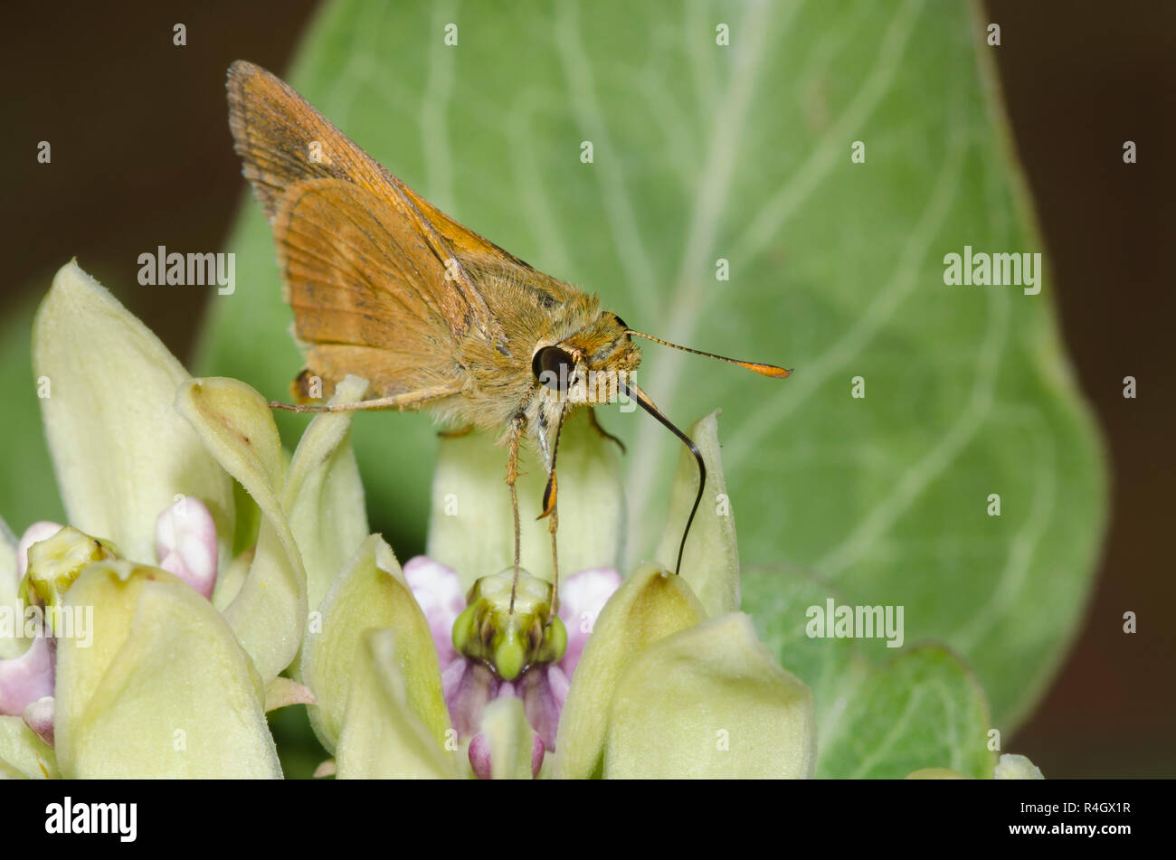 Southern Brokendash, Polites otho, male nectaring from green milkweed