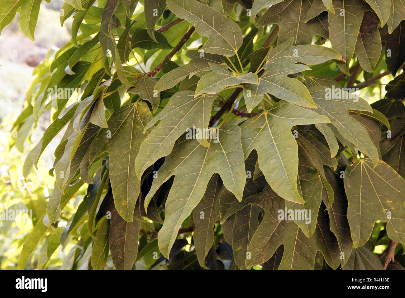 ahornblÃ¤ttriger cherimoya (brachychiton acerifolius) Stock Photo