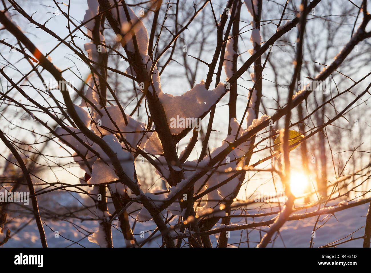 trees in the forest in winter Stock Photo - Alamy