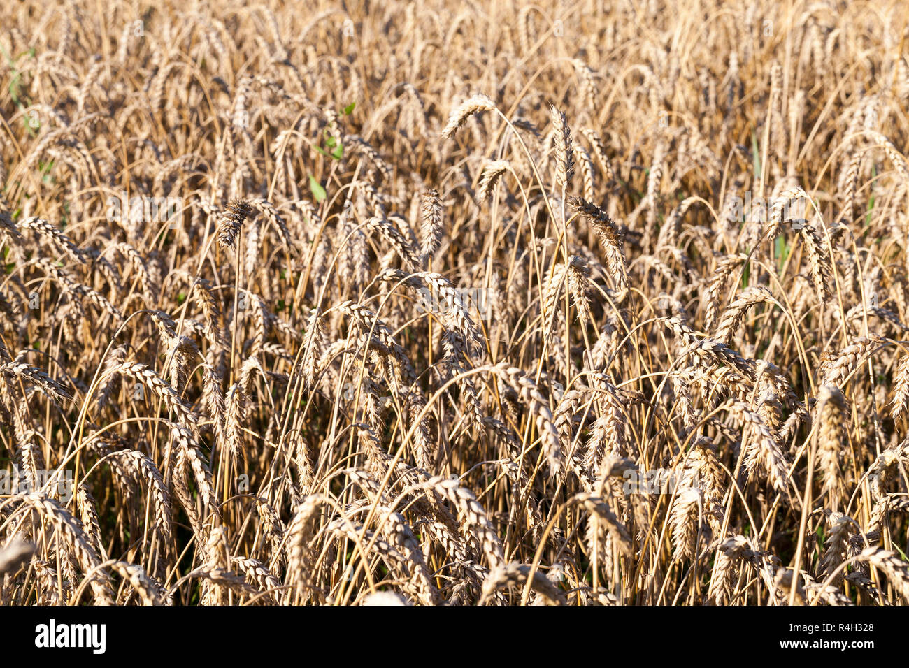 field with rye Stock Photo - Alamy