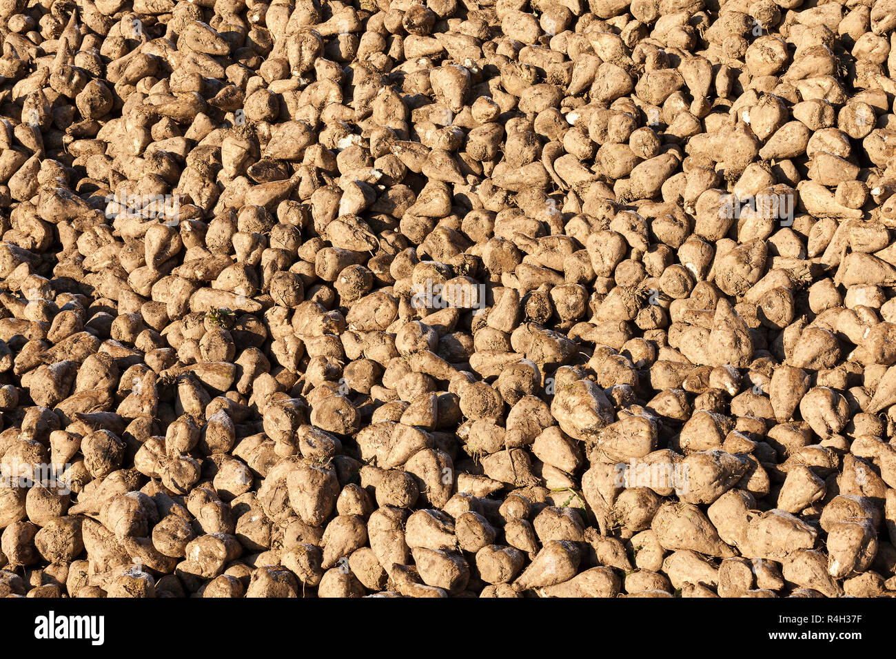 Jumble of roots hi-res stock photography and images - Alamy